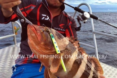 Blacktip Grouper Fiskeri Similan Islands Thailand