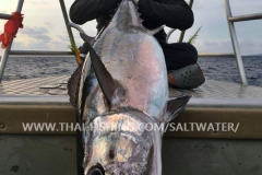 Dogtooth Tuna Fiskeri Similan Islands Thailand