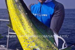 Dorado Fiskeri Similan Islands Thailand