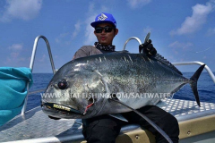 Giant Trevally Fiskeri Similan Islands Thailand