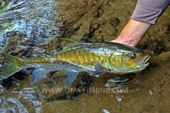 Blue-Mahseer-Fluefiskeri-Thailand