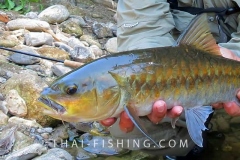 Blue-Mahseer-Fluefiskeri-Thailand