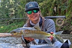 Blue Mahseer - Jungle Fluefiskeri Thailand