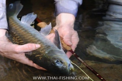 Jungle-Mahseer-Fluefiskeri-Thailand-7