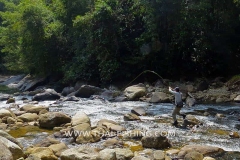 Mahseer-Fluefiskeri-Thailand