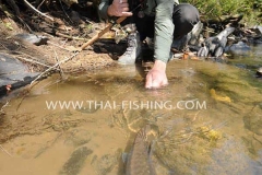 Mahseer-Spin-fiskeri-Thailand