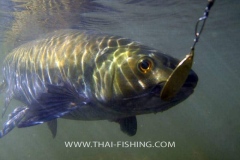 Mahseer-Spin-fiskeri-Thailand