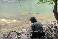 Sight-Fiskeri-Mahseer-Thailand-4