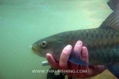 Sight-Fiskeri-Mahseer-Thailand-4