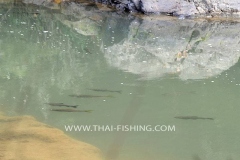 Sight-Fiskeri-Mahseer-Thailand-4