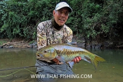 Stor Blue Mahseer - Jungle Fluefiskeri Thailand