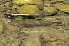 Fly Fishing in Thailand For Mahseer