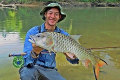 Hampala Barb Fly Fishing Thailand