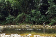 Jungle Mahseer Fly Fishing Thailand