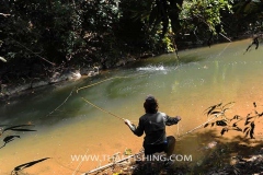 Sight Fishing Mahseer Thailand