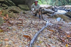 Big Photon Snake - Jungle River Fishing Thailand