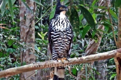 Blyths Hawk Eagle - Jungle Fishing Thailand