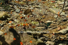 Butterflies - Jungle River Fishing Thailand