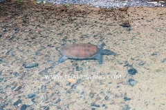 Chinese Softshell Turtle - Jungle Rivers South Thailand