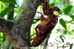 Cicada - Jungle South Thailand