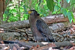 Crested Serpent Eagle - Jungle Fishing South Thailand