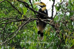 Great Hornbill - South Thailand