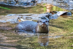 Hairy nosed Otter pup from South Thailand