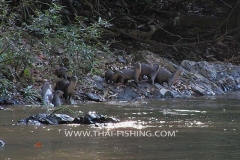 Hairy nosed otter Jungle Rivers South Thailand