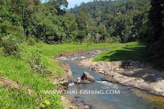 Jungle River Fishing South Thailand