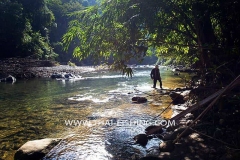 Jungle River Mahseer Fly Fishing South Thailand