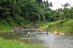 Jungle River Mahseer Fly Fishing  in Thailand