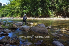 Jungle Rivers Fly Fishing South Thailand