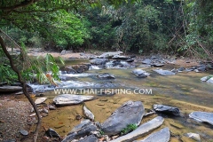 Jungle river Fishing Thailand