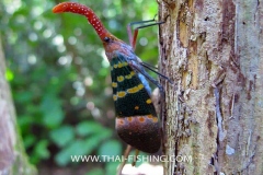 Lantern fly Lanthornbug Fulgoridae - Jungle Thailand