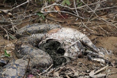 Photon Snake - Jungle South Thailand