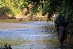 Wild Boar - Jungle Rivers Thailand