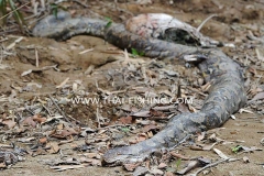 Photon-Slange-Jungle-Fiskeri-Thailand