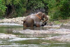 Vild-Elefant-Jungle-flod-fiskeri-Thailand