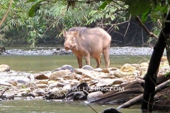 Vild-svin-Jungle-flod-fiskeri-Thailand