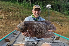 Giant Gourami Fluefiskeri I Den Thailanske Jungle