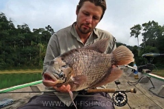 Giant-Gourami-Fluefiskeri-Thailand-Jungle-Sø-Fiskeri