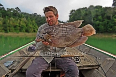 Giant-Gourami-Fluefiskeri-Thailand-Jungle-Sø-Fiskeri