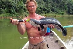 Giant-Snakehead-Fiskeri-Jungle-Sø-Fiskeri-Thailand