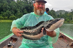 Giant-Snakehead-Fiskeri-Jungle-Sø-Fiskeri-Thailand