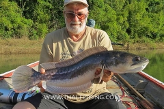 Giant-Snakehead-Fiskeri-Jungle-Sø-Fiskeri-Thailand