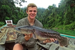 Giant-Snakehead-Fiskeri-Jungle-Sø-Fiskeri-Thailand