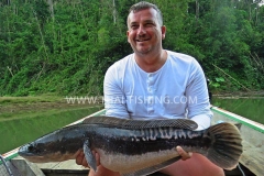 Giant-Snakehead-Fiskeri-Jungle-Sø-Fiskeri-Thailand