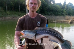 Giant-Snakehead-Fiskeri-Thailand-5