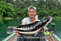 Giant-Snakehead-Fiskeri-Thailand-5