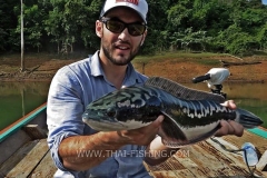 Giant-Snakehead-Fluefiskeri-Thailand-Jungle-Sø-Fiskeri-2